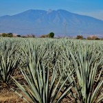 Tequila Plant-Based Sweetener Potential Alternative For Diabetics